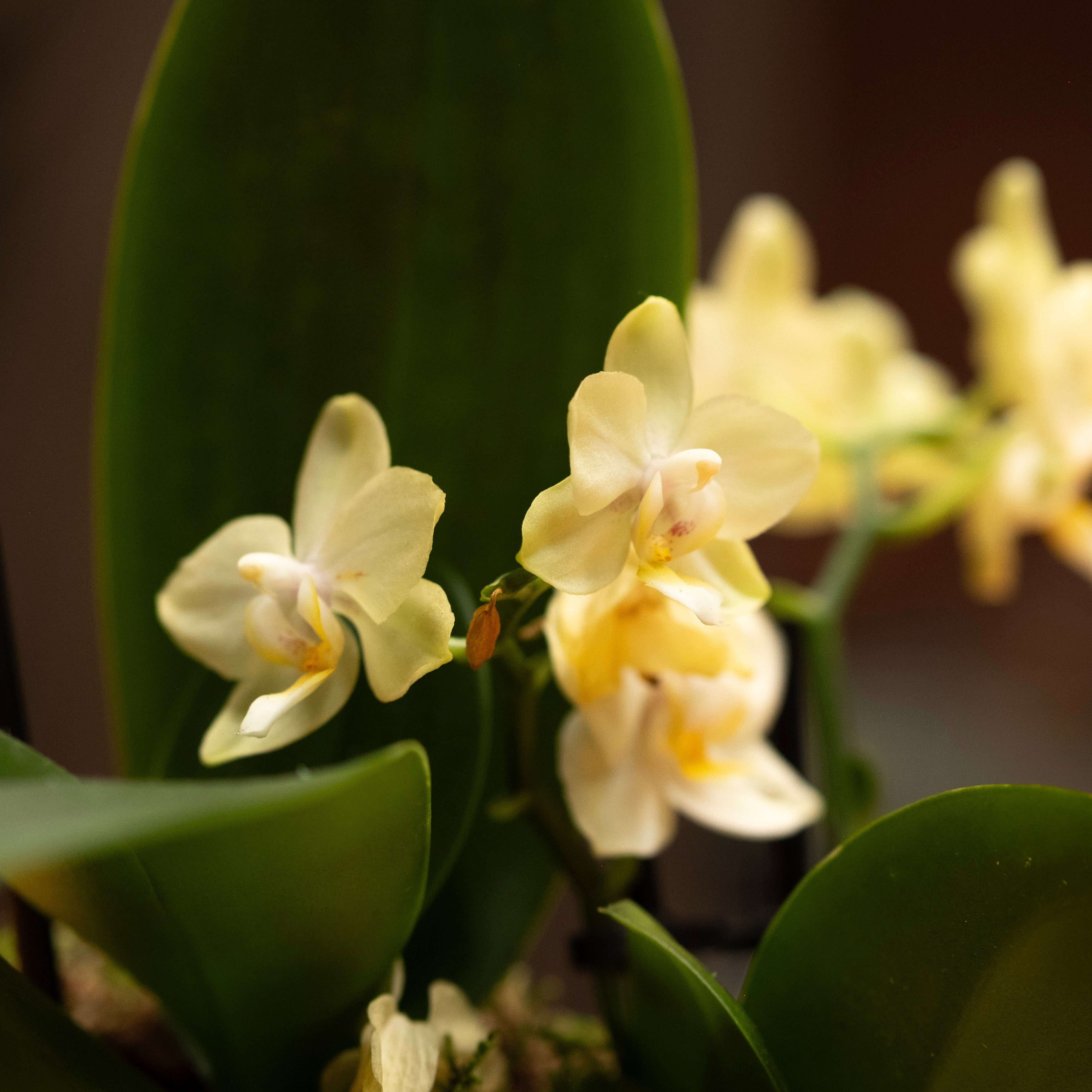 Orchid Muse" Small in size, grand in beauty.