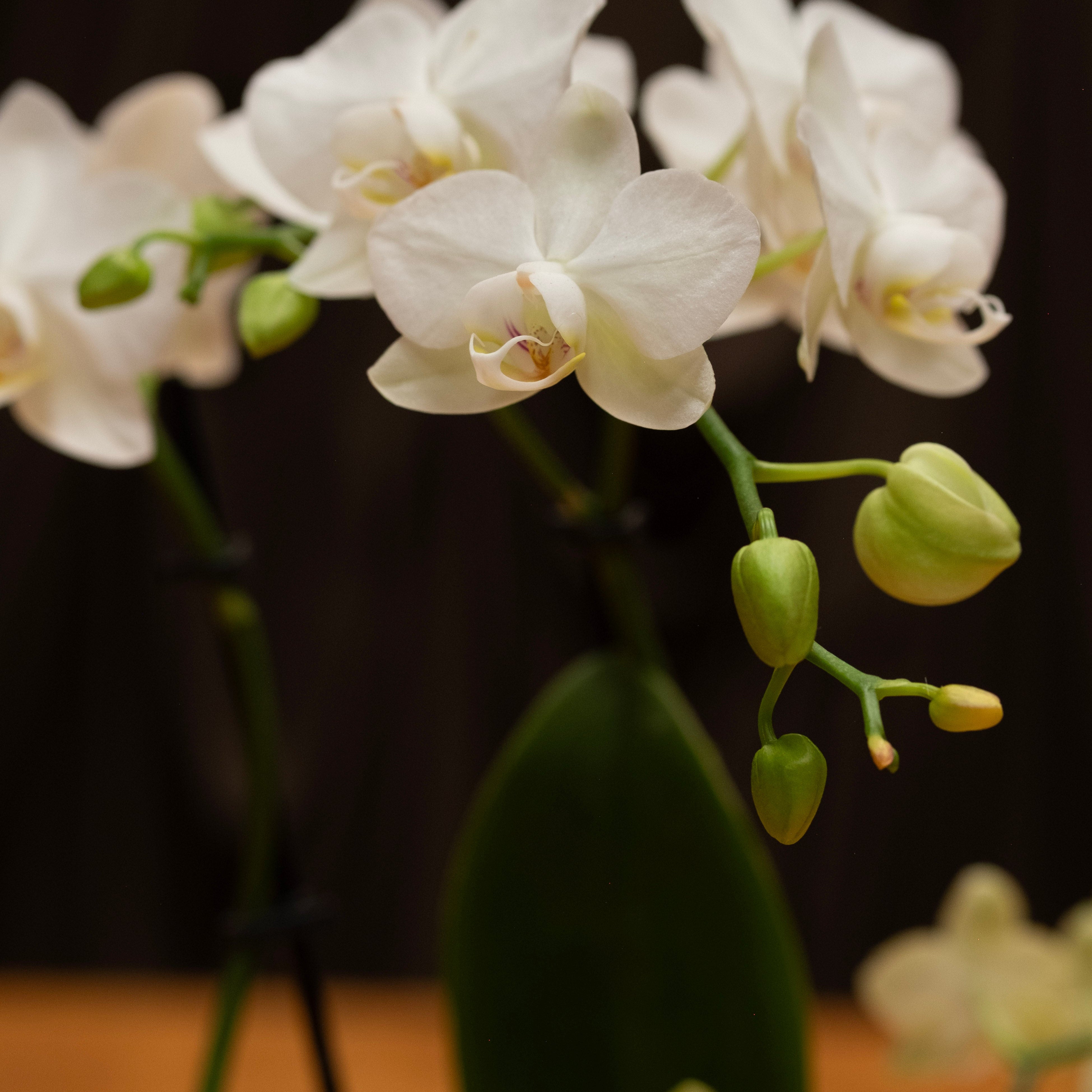 The Flower Ateliers