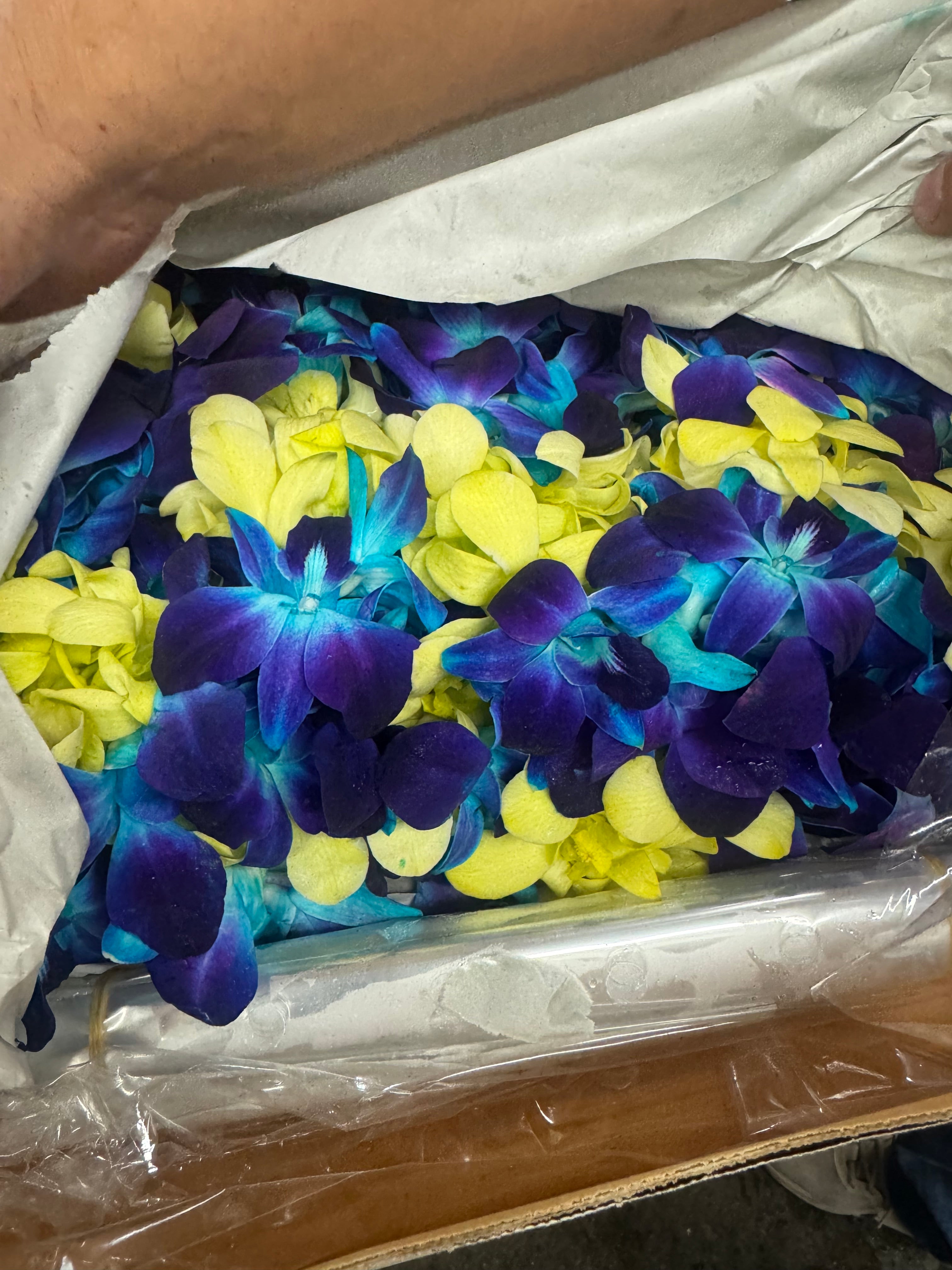 Graduation Lei