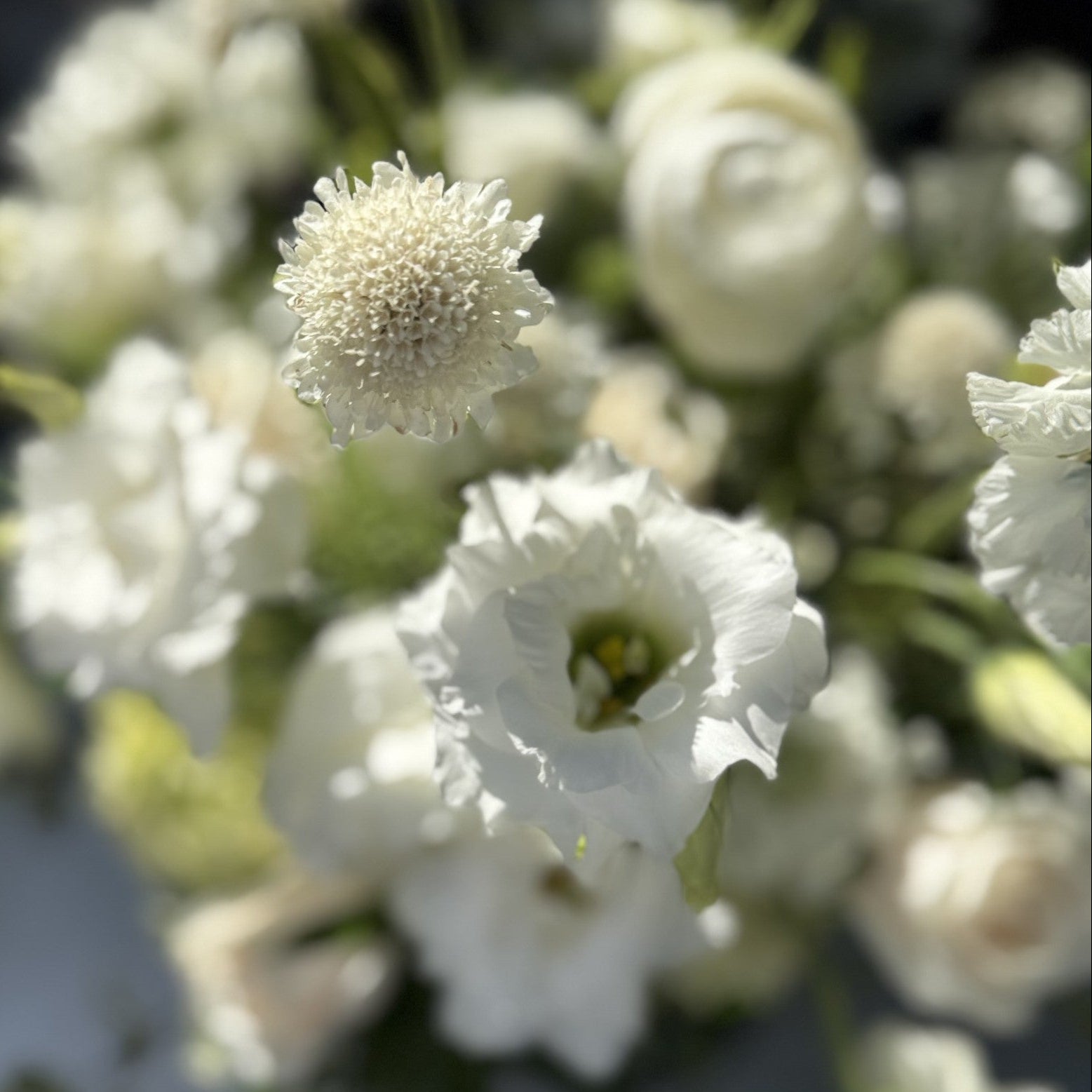 Ivory Garden Rose & Ranunculas Arrangement | White Bouquet- Same Day| DTLA Flower Delivery